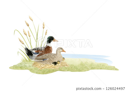 Wild ducks family with ducklings near lake watercolor illustration isolated on white. Hand drawn realistic waterfowl male and female mallard birds. Realistic animals clip art for countryside designs Wild ducks family with ducklings near lake watercolor illustration isolated on white. Hand drawn realistic waterfowl male and female mallard birds. Realistic animals clip art for countryside designs 126024497