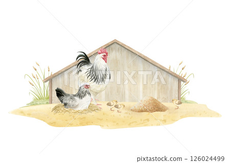 Chicken family in wooden coop watercolor isolated illustration. Hen on nest, rooster and baby chicks with mullet food on sandy ground. Farm poultry yard birds realistic clip art Chicken family in wooden coop watercolor isolated illustration. Hen on nest, rooster and baby chicks with mullet food on sandy ground. Farm poultry yard birds realistic clip art 126024499