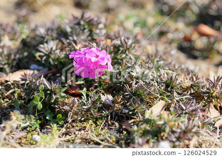 Shibazakura flowers 126024529