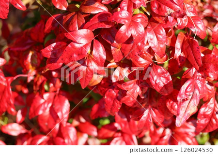 Autumn leaves: Otafuku Nandina leaves 126024530
