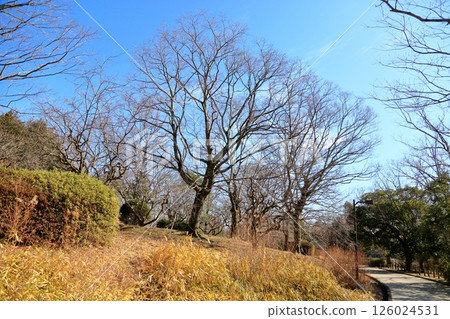 冬季公園：落葉的柿子樹 126024531