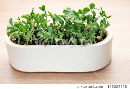 Microgreens growing in white pot on wooden table Microgreens growing in white pot on wooden table 126024558