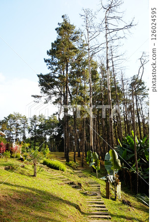 Beautiful dirt path with steps up the hill in pine forest with natural sunlight in Thailand Beautiful dirt path with steps up the hill in pine forest with natural sunlight in Thailand 126024595