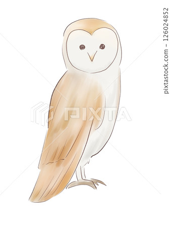 owl owl 126024852