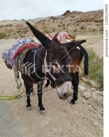 約旦佩特拉的驢子 126024969