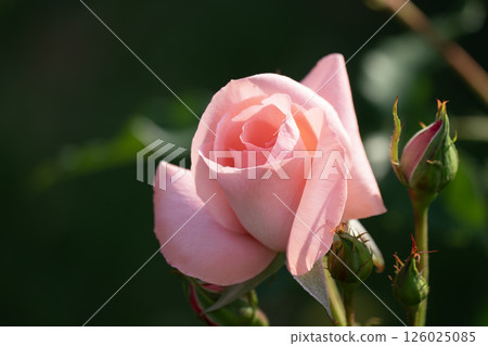 Princess Aiko Beautiful pink rose 126025085