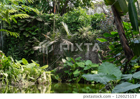 The high mountain rises above the dense tropical jungle. Its slopes are covered with lush greenery, and its summit is shrouded in a light haze, creating an atmosphere of mystery and pristine nature. The high mountain rises above the dense tropical jungle. Its slopes are covered with lush greenery, and its summit is shrouded in a light haze, creating an atmosphere of mystery and pristine nature. 126025157
