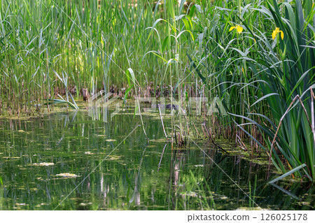 北海道由仁町的水邊植物 [5月] 126025178