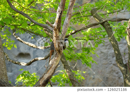 An emperor tamarin sits on a tree branch, clinging tenaciously to the bark with its paws. Its long white whiskers and expressive eyes stand out against the greenery, highlighting the exoticism of this 126025186