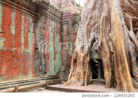 Roots of giant banyan tree on Ta Prohm temple ruins, Khmer ancient temple Angkor Wat (Angkor Thom), Siem Reap, Cambodia. Topic of vacation, travel, trip abroad on vacation, cruises and tours Roots of giant banyan tree on Ta Prohm temple ruins, Khmer ancient temple Angkor Wat (Angkor Thom), Siem Reap, Cambodia. Topic of vacation, travel, trip abroad on vacation, cruises and tours 126025203