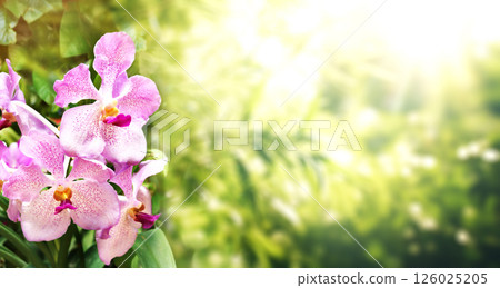 Tropical scene with orchid flowers on sunny nature background. Horizontal banner with leaves of tropical plants and orchid flower of lilac color. Lilac-hued orchid blossom. Copy space for text 126025205