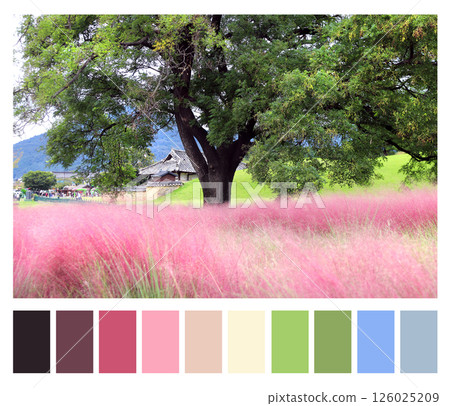 Color matching palette with complimentary colour swatches. Field of Pink Muhly Grass, Gyeongju, South Korea. Autumn scene of Korea with flowering Muhlenbergia Capillaris. Autumn color matching palette Color matching palette with complimentary colour swatches. Field of Pink Muhly Grass, Gyeongju, South Korea. Autumn scene of Korea with flowering Muhlenbergia Capillaris. Autumn color matching palette 126025209