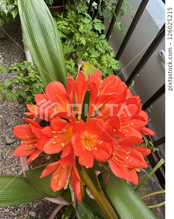 Bright red Clivia 126025215