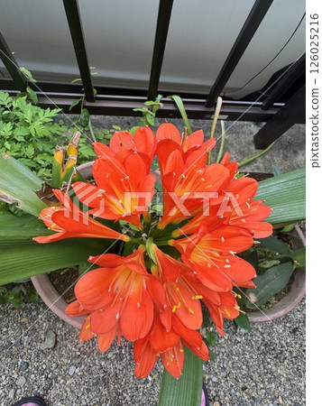 Bright red Clivia 126025216