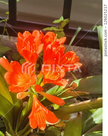 Bright red Clivia 126025217