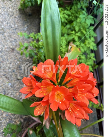 Bright red Clivia Bright red Clivia 126025218
