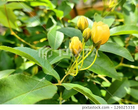 Yellow bank rose in the garden Yellow bank rose in the garden 126025338