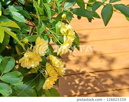 花園裡的黃色玫瑰 126025339