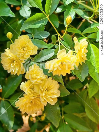 Yellow bank rose in the garden 126025340
