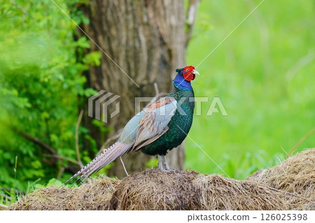 pheasant  126025398