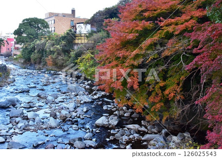 Yugawara Town Chitose River, bright autumn leaves and accommodation 126025543