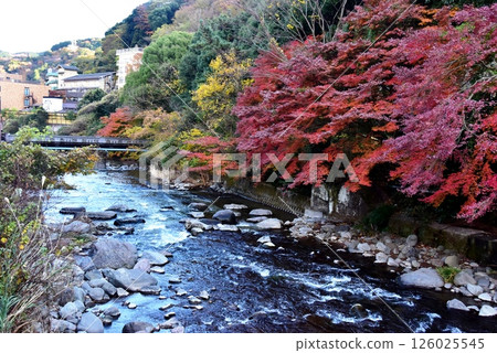 湯河原町千歲川、明亮的秋葉和住宿 126025545