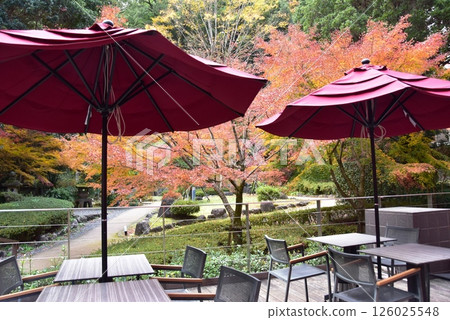 湯河原町 湯河原美術館的咖啡廳露台、足浴池、庭園內的紅葉 湯河原町 湯河原美術館的咖啡廳露台、足浴池、庭園內的紅葉 126025548