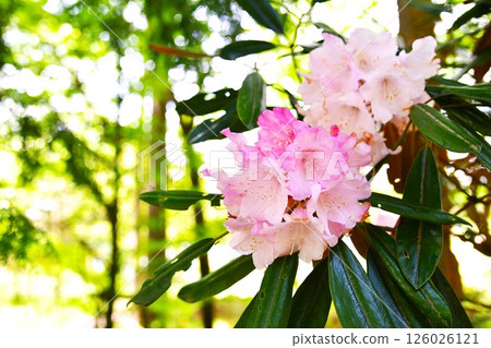 Rhododendrons are blooming in the rhododendron garden Rhododendrons are blooming in the rhododendron garden 126026121