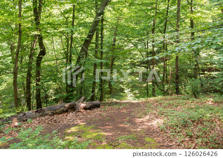 green nature environment of the beech forest in summer. primeval carpathian woods on a sunny day. natural background for adventure green nature environment of the beech forest in summer. primeval carpathian woods on a sunny day. natural background for adventure 126026426