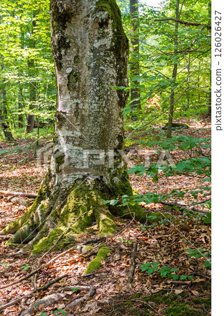green nature environment of the beech forest in summer.  scenic scenery wild woodland of europe. natural background for adventure 126026427