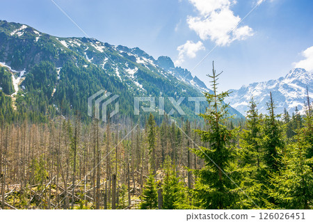 fir forest of high tatra mountain in spring. nature scenery with blue sky above majestic rock peak. beautiful alpine travel destination of europe. picturesque outdoor adventure in poland 126026451