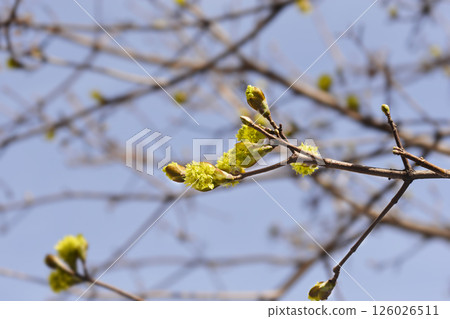 Norway maple 126026511