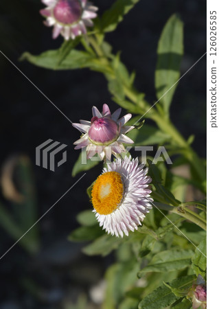 Straw flower 126026585