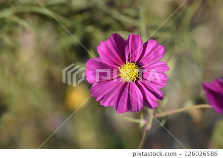 Pink garden cosmos 126026586