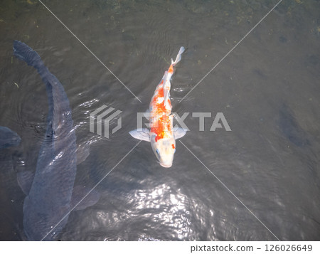 Koi swimming in the pond 126026649