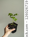 Young seedlings of tomato in pot on table against white wall. Ecological home growing of tomato seedlings. 126026719