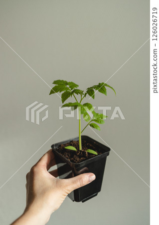 Young seedlings of tomato in pot on table against white wall. Ecological home growing of tomato seedlings. 126026719
