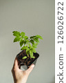 Young seedlings of tomato in pot on table against white wall. Ecological home growing of tomato seedlings. 126026722