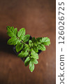 Young seedlings of tomato, top view.Ecological home growing of tomato seedlings. 126026725