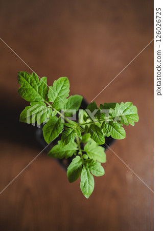 Young seedlings of tomato, top view.Ecological home growing of tomato seedlings. Young seedlings of tomato, top view.Ecological home growing of tomato seedlings. 126026725