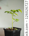 Young seedlings of tomato in pot on table against white wall. Ecological home growing of tomato seedlings. 126026727