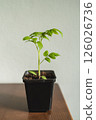 Young seedlings of tomato in pot on table against white wall. Ecological home growing of tomato seedlings. 126026736