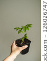 Young seedlings of tomato in pot on table against white wall. Ecological home growing of tomato seedlings. 126026747