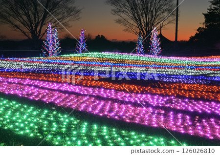 母親牧場冬季彩燈「光之花園」彩燈與日落 126026810