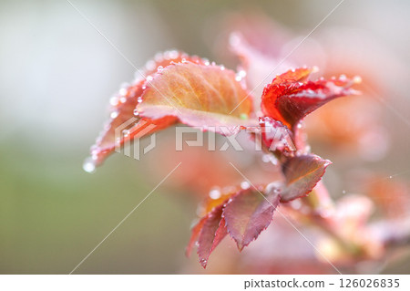 Sprout Sprout 126026835