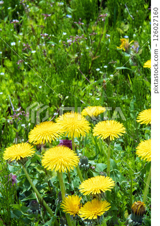 蒲公英 126027160