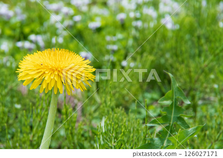 Dandelion Dandelion 126027171
