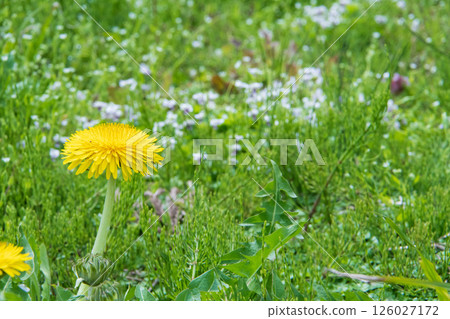 Dandelion Dandelion 126027172