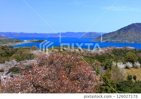 [Ehime Prefecture] Spring cherry blossoms bloom at Hakatajima Kaizan Park and Tatara Bridge (Shimanami Kaido) 126027178