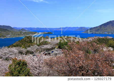 [Ehime Prefecture] Spring cherry blossoms bloom at Hakatajima Kaizan Park and Tatara Bridge (Shimanami Kaido) 126027179